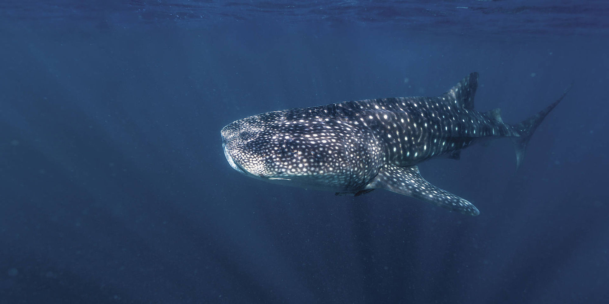Ningaloo Reef walvishaai | rondreis Australië
