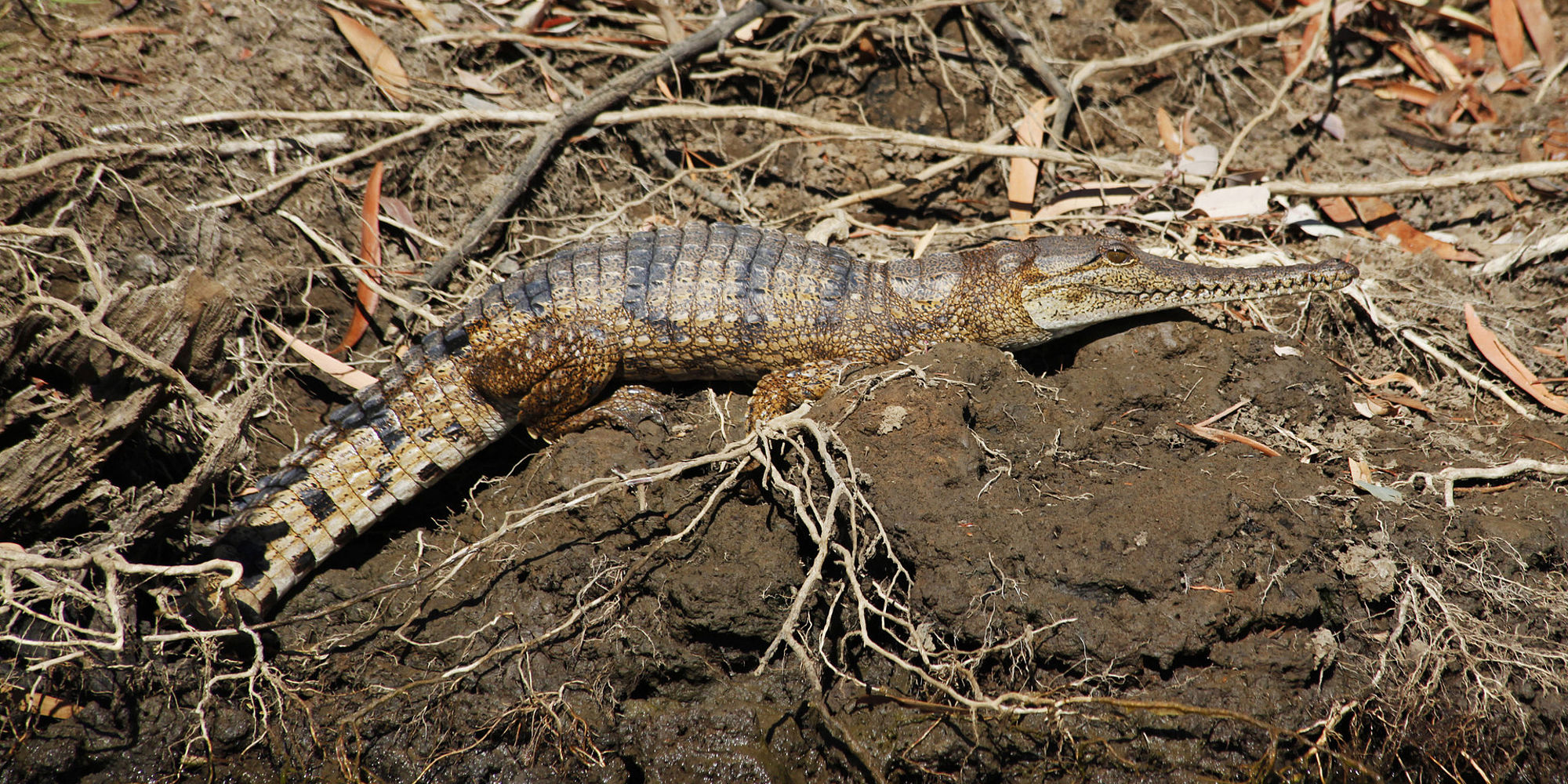 Geikie Gorge krokodil | rondreis Australië