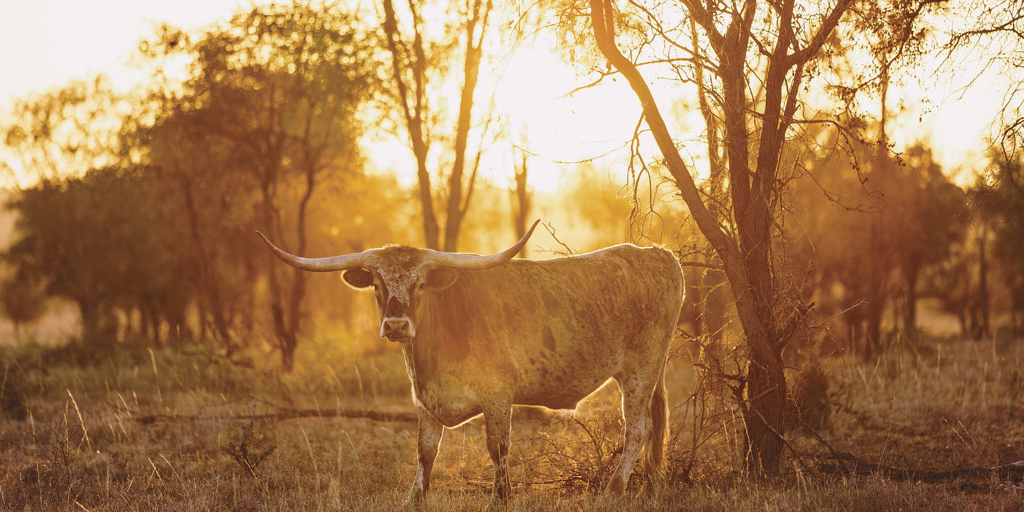 Texas Longhorn | Charters Longhorn | rondreis Australië