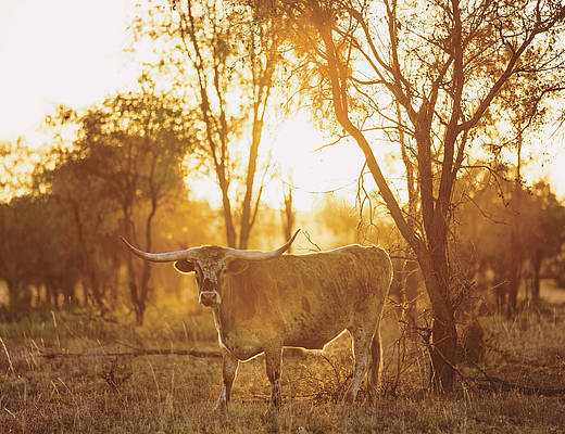 Texas Longhorn | Charters Towers