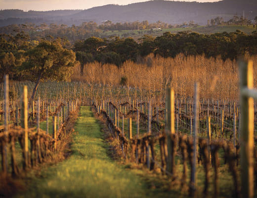 Tamar Valley wijngaard | rondreis Australië