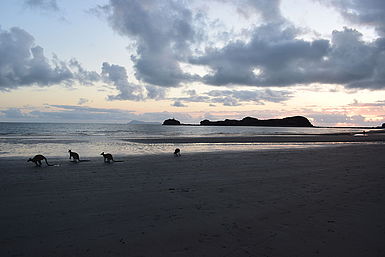 Cape Hillsborough Cape Hillsborough | vakantie Australië