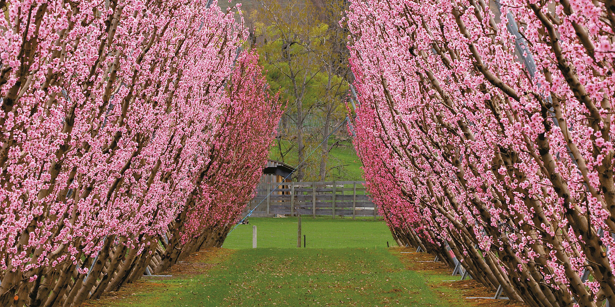 Cromwell Orchard Central Otago