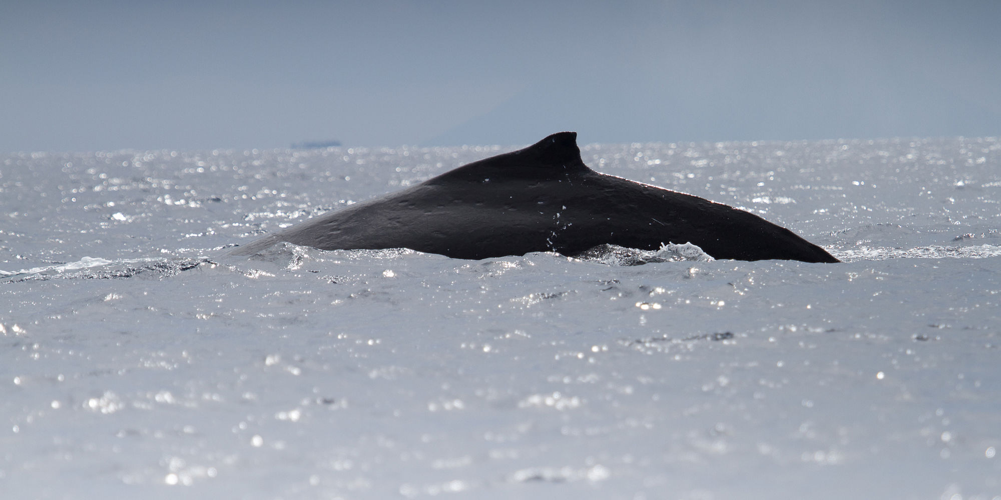 Bultrug walvis Tonga | vakantie Tonga