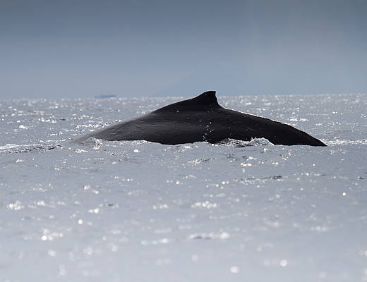 Tongatapu bultrug | rondreis tonga