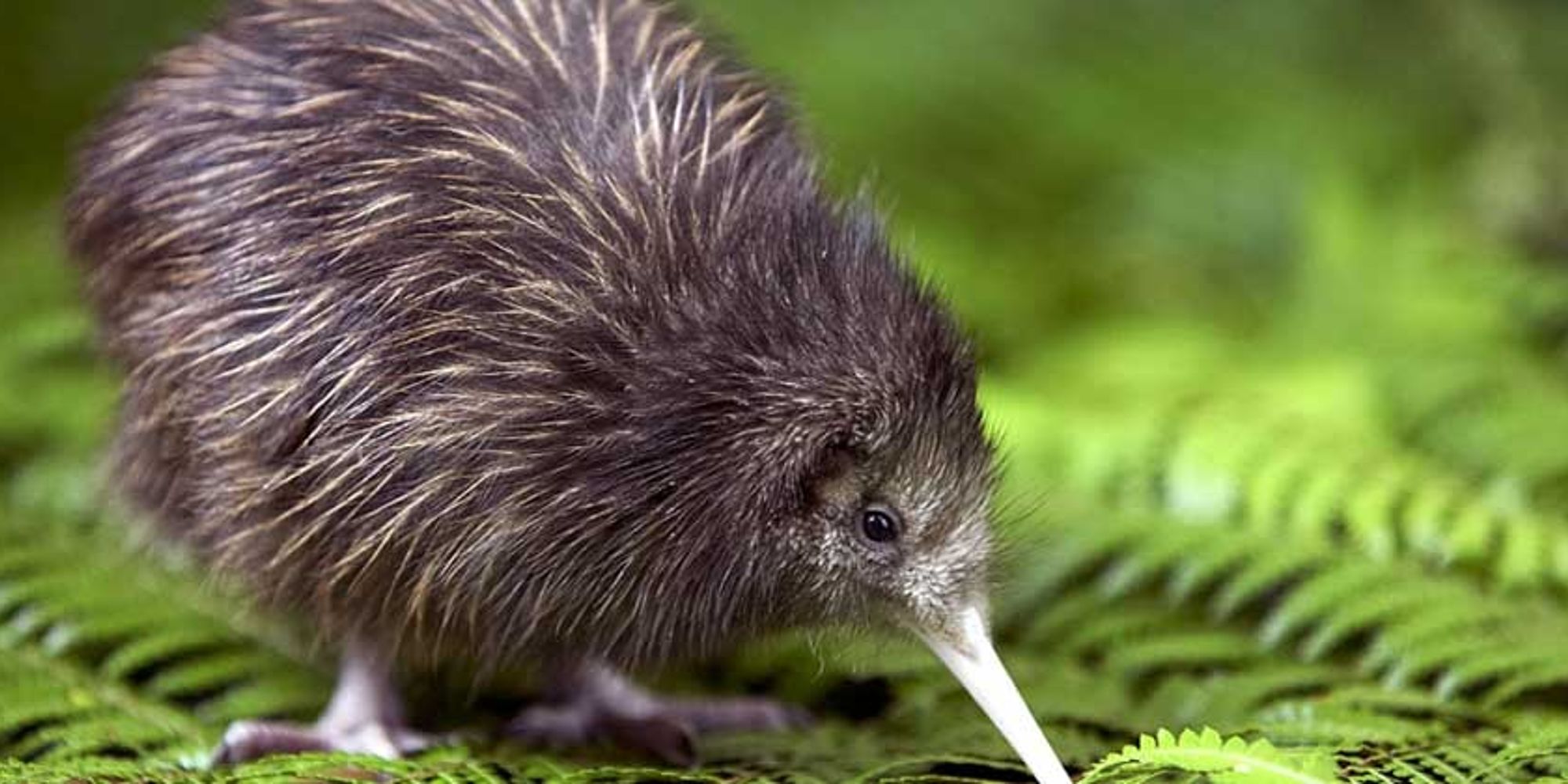 Kiwi | Kapiti Island