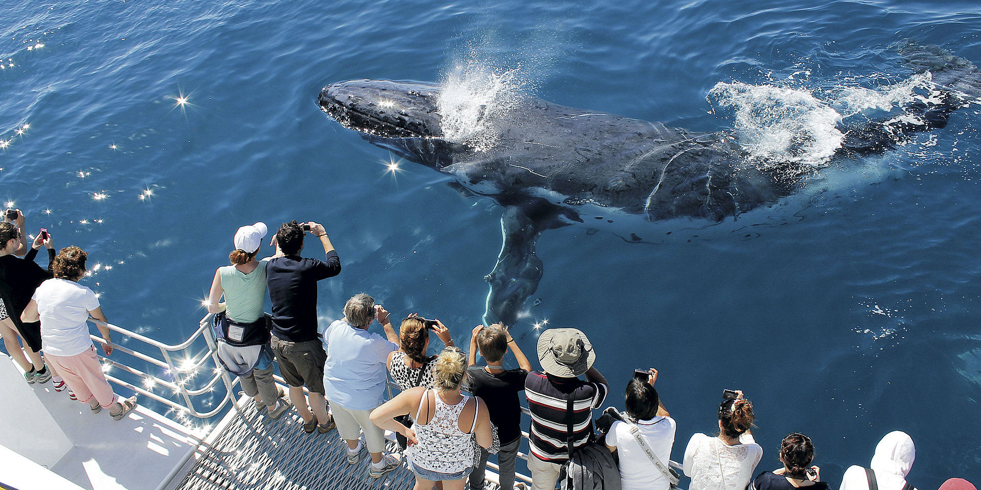 Hervey Bay Whale Watching Tour