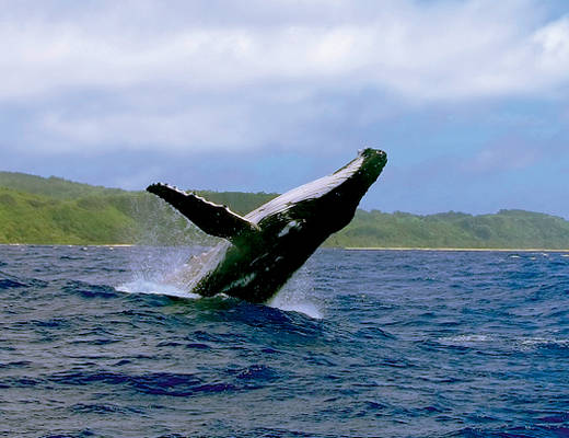 Whale Watching Rurutu | rondreis Frans Polynesië