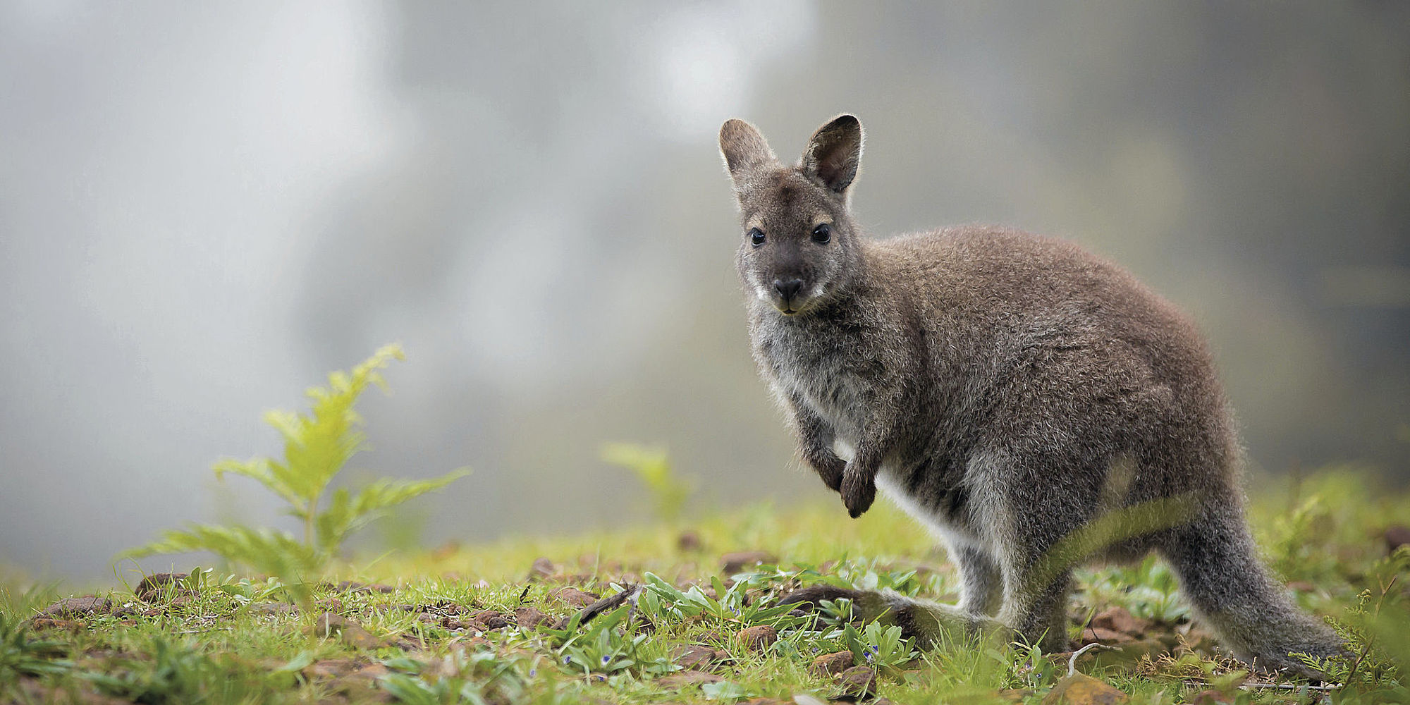 Kangoeroe bij Freycinet Retreat