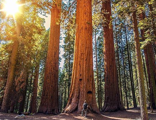Redwood National Park | Vakantie Amerika