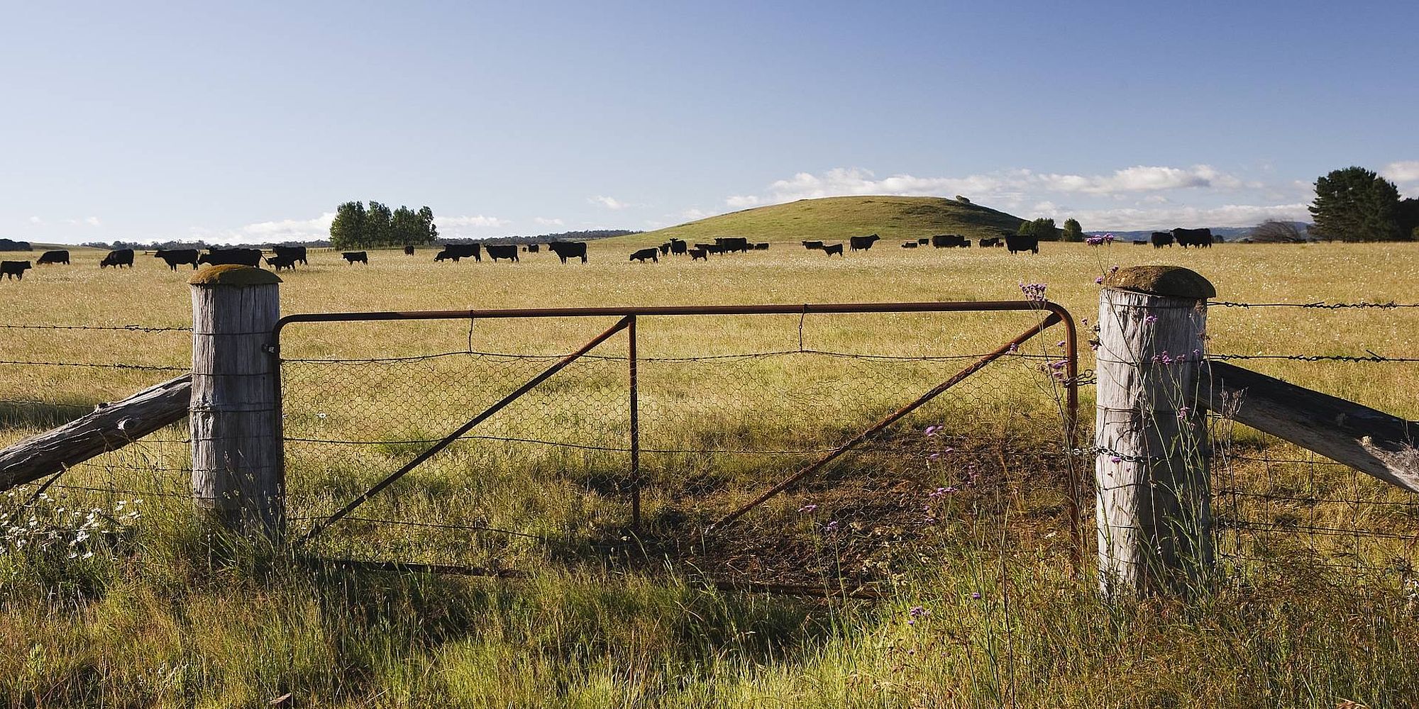 Armidale platteland | rondreis New South Wales