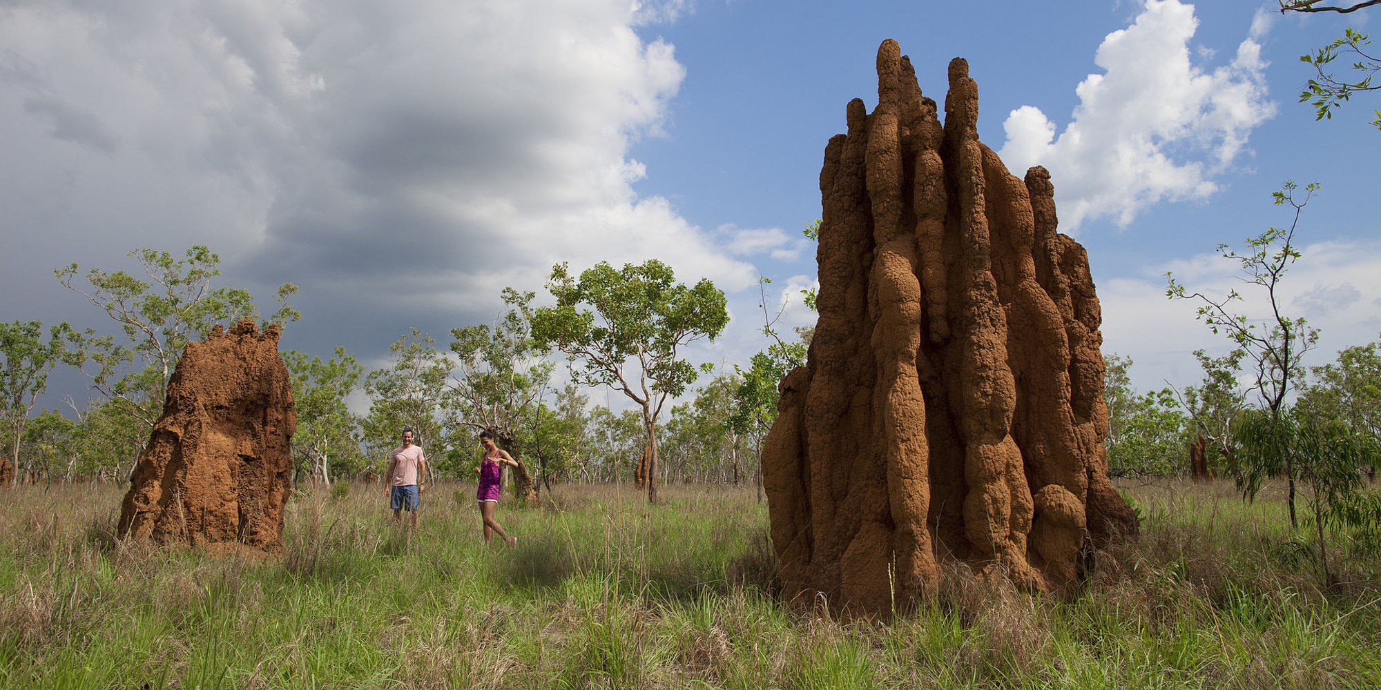 Termietenheuvels | Litchfield National Park