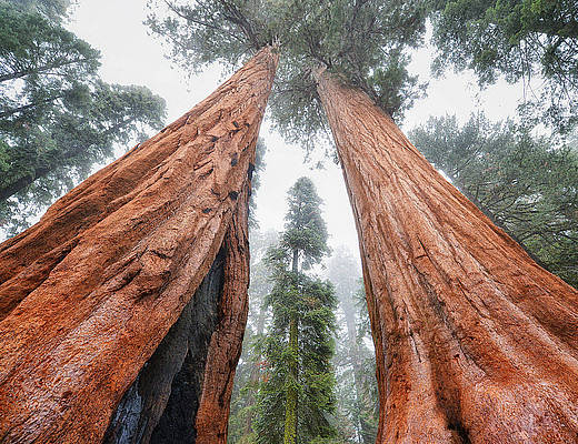 Sequoia King Canyon National Park | Vakantie Amerika
