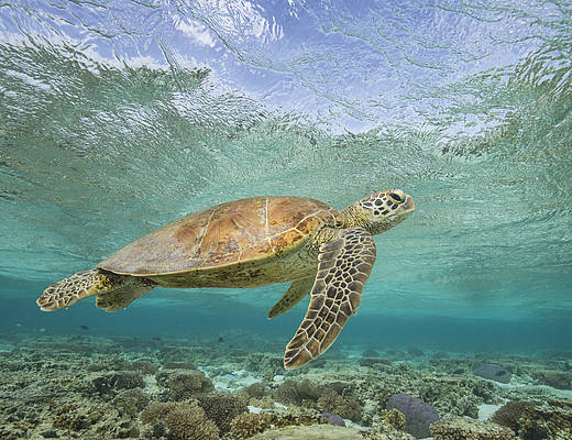 Queensland - Sea Turtle  | vakantie Australië