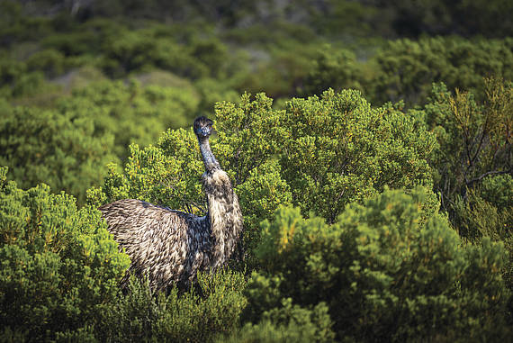 Innes National Park image-21655