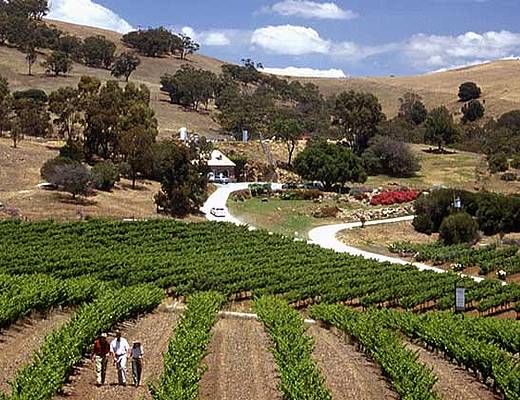 Wijngaard South Australia | Selfdrive Australië
