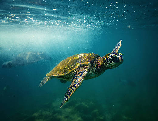 Big Island schildpad | vakantie Hawaii