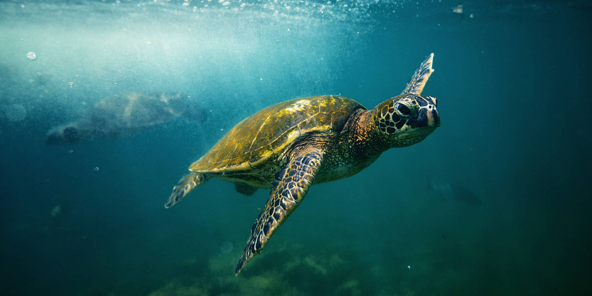 Big Island Hawaii Schildpad | vakantie Hawaii