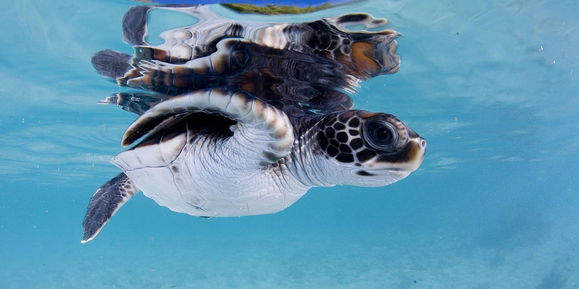 Frans-Polynesië schildpad | Frans Polynesië vakantie