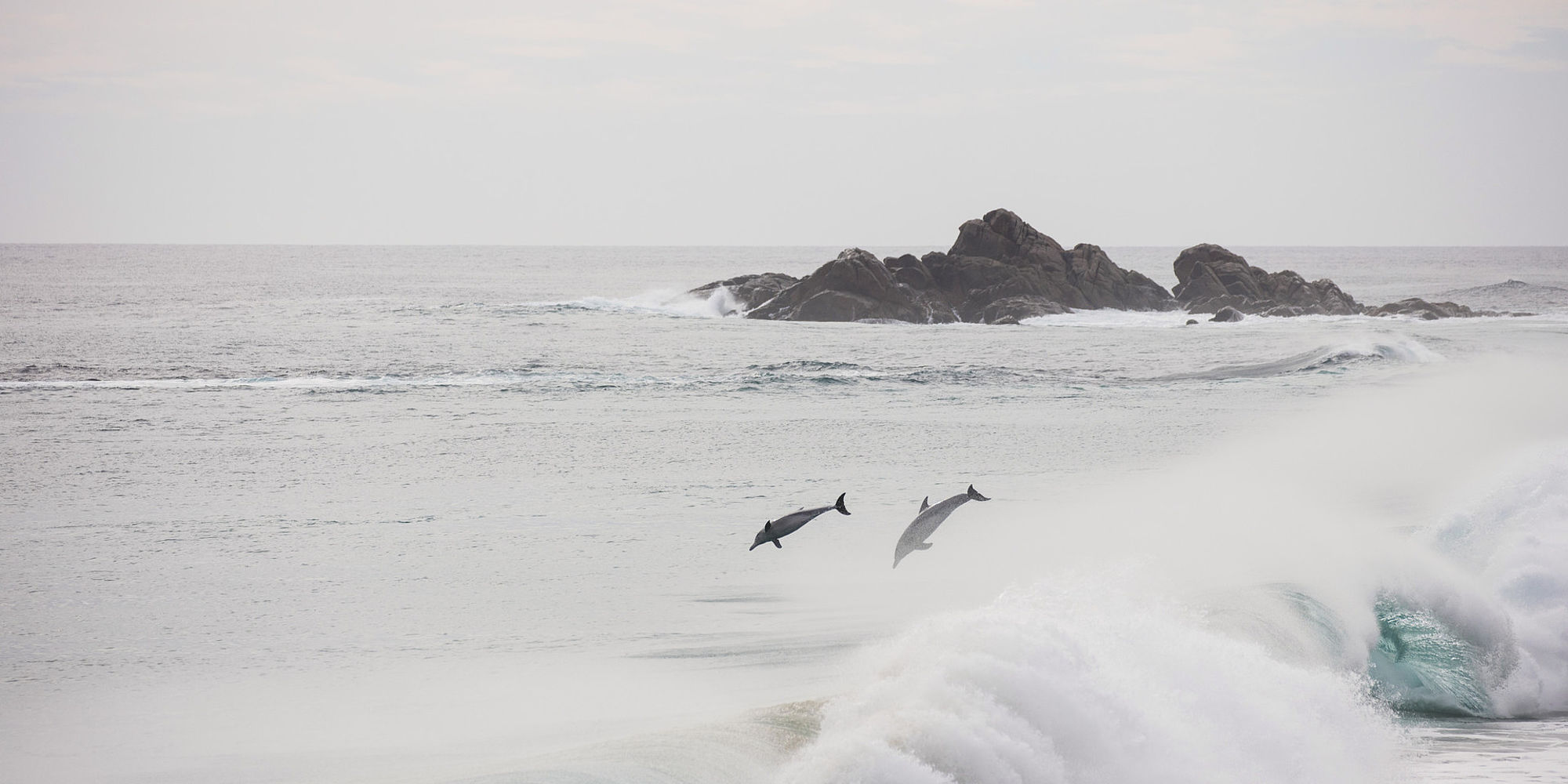 Cape Naturaliste dolfijnen | rondreis Australië