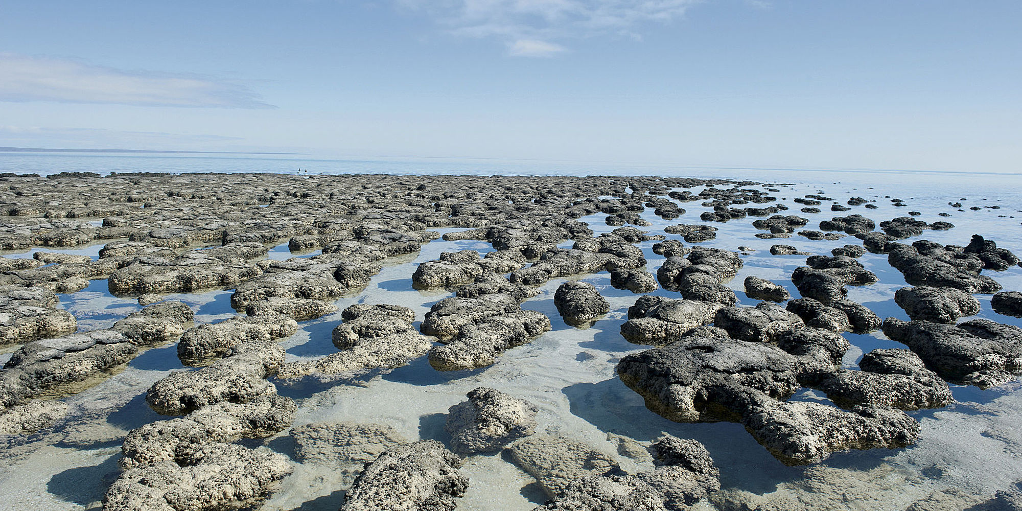 Hamelin Pool, Shark Bay