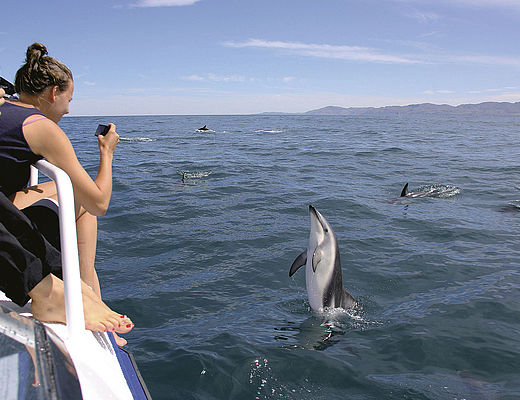 Zwemmen met dolfijnen
