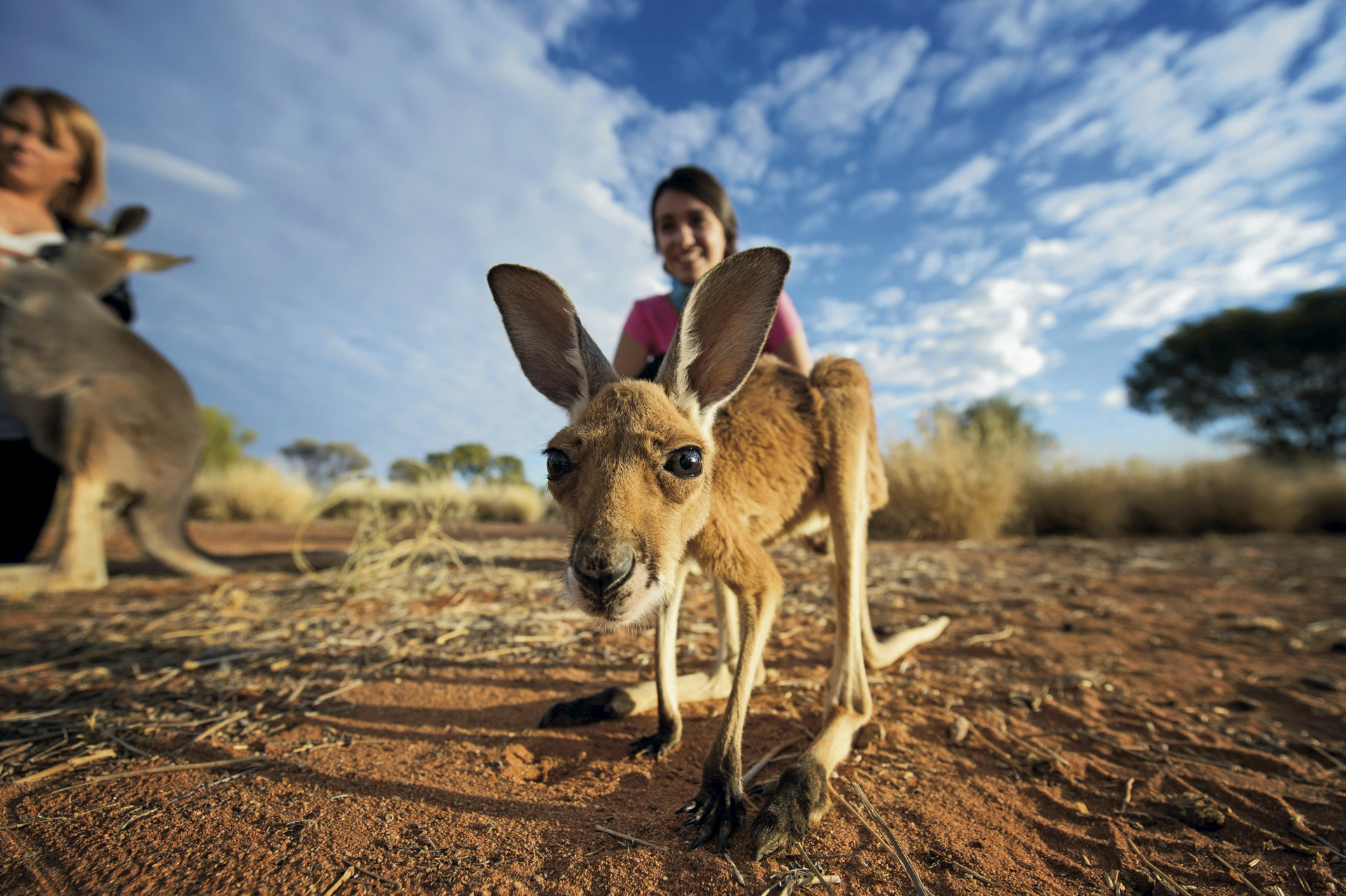 Kangaroo Sanctuary | excursie in Alice Springs