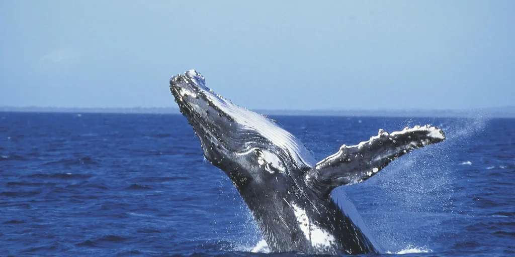 Walvis in Moorea | vakantie Moorea
